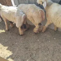 بره میش کهره بز چاق|حیوانات مزرعه|شیراز, داریون|دیوار