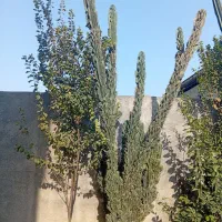 گل کاکتوس پنج متری