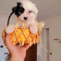 شیتزو پامر|سگ|تهران, سعادت‌آباد|دیوار