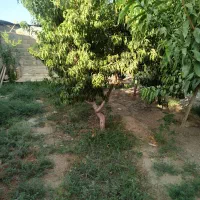 فروش باغ 500متری نوده رباط کریم قیمت کاسبی|فروش خانه و ویلا|رباط‌کریم, نوده|دیوار