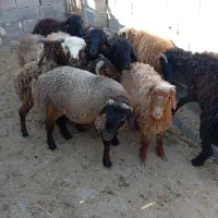 ده عدد بره نر و ماده|حیوانات مزرعه|جنت, |دیوار