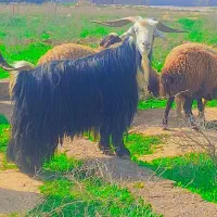 دوبر نیا رو گله