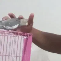 دوتا عروس هلندی