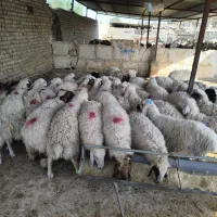 توجه توجه دام زنده ارزان شدخرید تعاونی گوسفند زنده