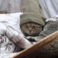 گمشده.گربه ای بنام گرمن