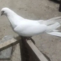 کبوتر نر اصفهانی درجه یک