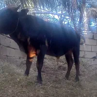 گاو نر فروشی