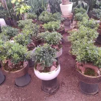 گل میخک بنسایی|گل و گیاه طبیعی|مشهد, امیر المومنین|دیوار