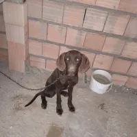 پیونتر آلمان اصیل