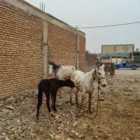 اسب و مادیون با کره|اسب و تجهیزات اسب‌سواری|دزفول, |دیوار