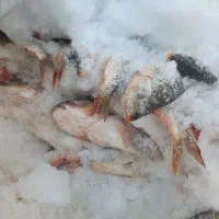 ماهی تازه|ماهی|زابل, |دیوار