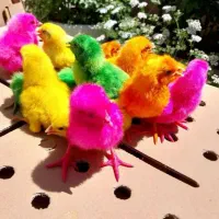 جوجه رنگی