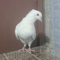 کبوتر فروشی یا معاوضه پلاکی