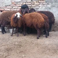 ۶عدد بره ماده‌ جنس‌ قزل افشار درجه یک فوری