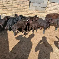 فروش گوسفند|حیوانات مزرعه|میاندوآب, |دیوار