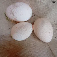 تخم بقلمون نطفه دار