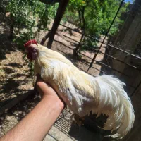 انواع تخم مرغ نطفه دار