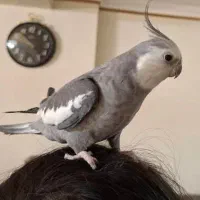 عروس هلندی سخنگو