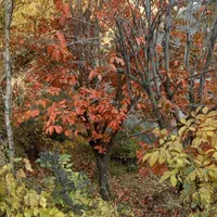 اجاره روزانه/هفتگی/ماهانه ویلا ۱۶۰ متری|اجارهٔ کوتاه‌مدت ویلا و باغ|کوهسار (البرز), |دیوار