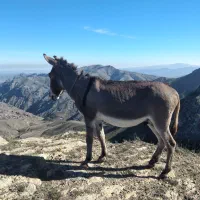 فروش الاغ|حیوانات مزرعه|مرادلو, |دیوار