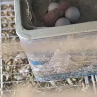 10عدد جوجه مرغ عشق رینبو|پرنده|بندر ماهشهر, |دیوار