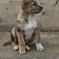 توله سگ|سگ|چناران, |دیوار