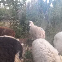 بره شیک نر