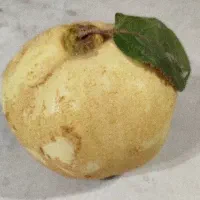 به سر درخت .میوه به تو با غ رو درخت حدود ۵ الی۶تن|خوردنی و آشامیدنی|شیراز, کودیان|دیوار