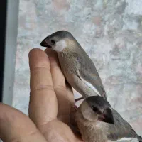 جوجه فنچ نرگسی سیلور دستی|پرنده|شیراز, شهرک والفجر|دیوار