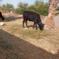 گوساله‌چاق‌داشتی‌گوشتی‌گاوجنس‌خوب‌بازدید‌راونگ|حیوانات مزرعه|میناب, |دیوار