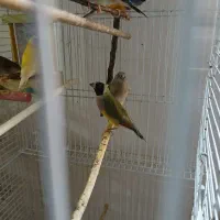 فنچ گلدین|پرنده|نیشابور, شهرک قدس|دیوار