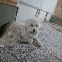 فروش شیتزو نر