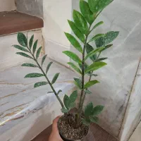 پک گل/گل/گل آپارتمانی/گل و گیاه|گل و گیاه طبیعی|یزد, |دیوار