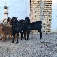 ۱۰ تا کره نر بخته|حیوانات مزرعه|رفسنجان, |دیوار