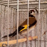 سهره کرمانی نر یکساله ، کت باز کن ، قفسی