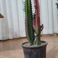 افوربیا قرمز