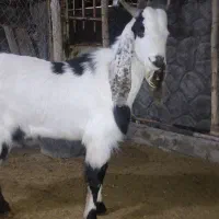 نربز یک ساله درشت نژاددار