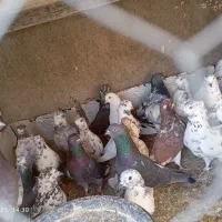 کفتر پرشی|پرنده|محمدشهر, محمدشهر|دیوار