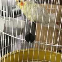 عروس هلندی ماده شاداب