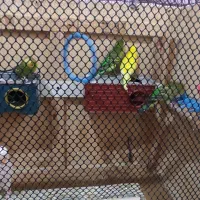 چهار جفت مرغ عشق تخم گذار و قفس|پرنده|دزفول, |دیوار