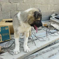 یک عدد توله لاس