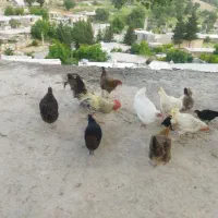 مرغ وخروس