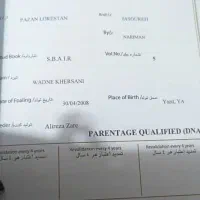 اسب مادیون عرب خالص|اسب و تجهیزات اسب‌سواری|اهواز, کارون|دیوار