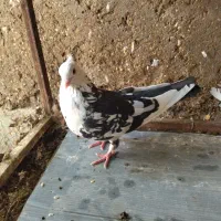 دمبی نر چشم نوک سفید|پرنده|شوشتر, |دیوار
