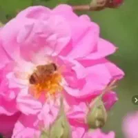 گلاب خالص