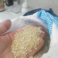 خرده برنج چمپا