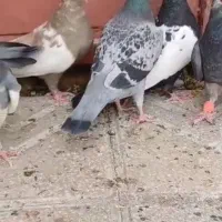 کفتر سینه|پرنده|پاسارگاد, |دیوار