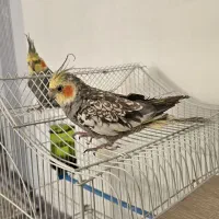 عروس هلندی|پرنده|پیرانشهر, |دیوار