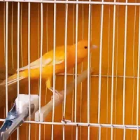 قناری دوعدد نر بخون