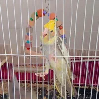 عروس هلندی سخنگو دستی|پرنده|زبرخان, |دیوار